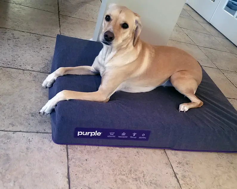 rider on purple pet bed