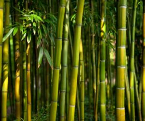 what is viscose from bamboo