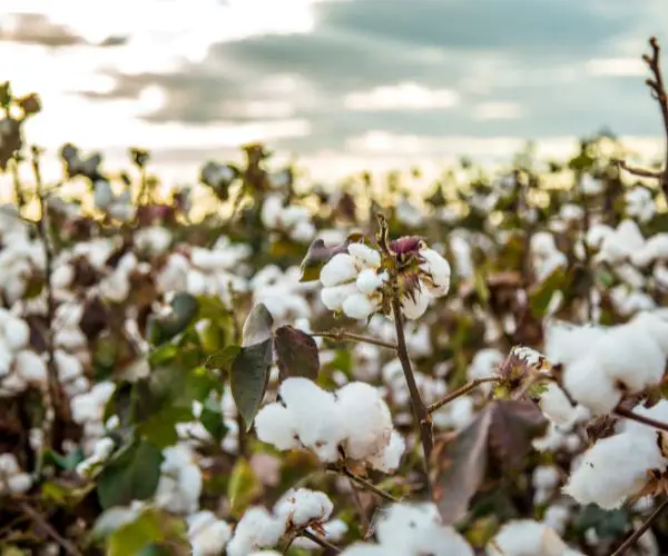 difference between cotton and organic cotton