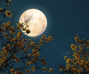 Can't sleep during full moon
