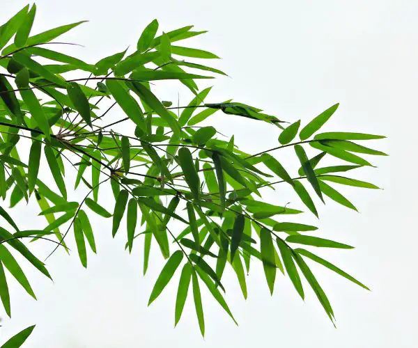 Difference between bamboo vs lyocell